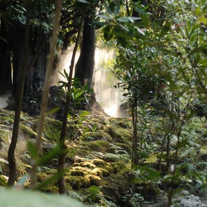 Peut inclure: Une scène de forêt luxuriante et verte avec un ruisseau qui la traverse. Les arbres sont grands et épais, et la lumière du soleil filtre à travers les feuilles, créant un effet moucheté. Le ruisseau est clair et peu profond, et de la mousse pousse sur les rochers le long des berges.