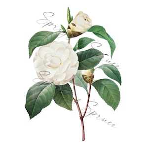 White Garden Rose With Buds PNG element, Clip Art Image, Digital File, Vintage Watercolor