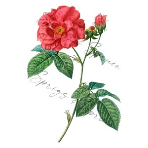 Red Full Rose With Buds PNG element, Clip Art Image, Digital File, Vintage Watercolor
