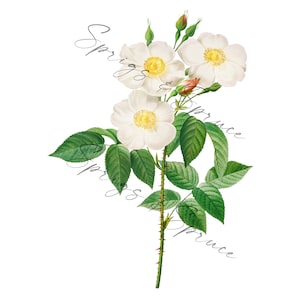 White Garden Roses PNG element, Clip Art Image, Digital File, Vintage Watercolor
