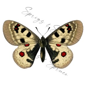 Tan and Red Butterfly PNG element, Clip Art Image, Digital File