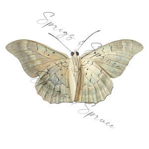 Tan Moth PNG element, Clip Art Image, Digital File