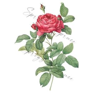 Red Full Rose With Buds PNG element, Clip Art Image, Digital File, Vintage Watercolor