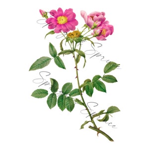 Pink Magenta Garden Roses PNG element, Clip Art Image, Digital File, Vintage Watercolor