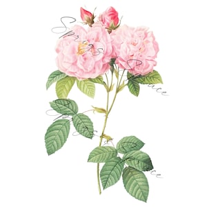 Light Pink Double Rose With Buds PNG element, Clip Art Image, Digital File, Vintage Watercolor