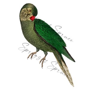 Green Vintage Parrot PNG element, Clip Art Image, Digital File