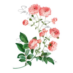 Pink Full Rose Blossoms PNG element, Clip Art Image, Digital File, Vintage Watercolor