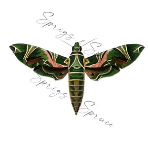 Green Moth PNG element, Clip Art Image, Digital File