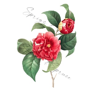 Red Full Roses PNG element, Clip Art Image, Digital File, Vintage Watercolor