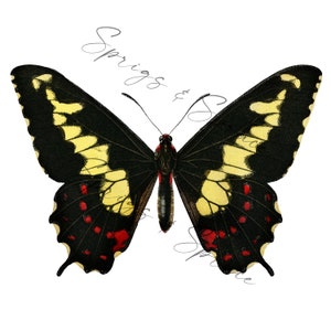 Yellow and Black Butterfly PNG element, Clip Art Image, Digital File