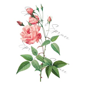 Pink Roses With Buds PNG element, Clip Art Image, Digital File, Vintage Watercolor