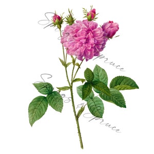 Vibrant Pink Magenta Rose With Buds PNG element, Clip Art Image, Digital File, Vintage Watercolor