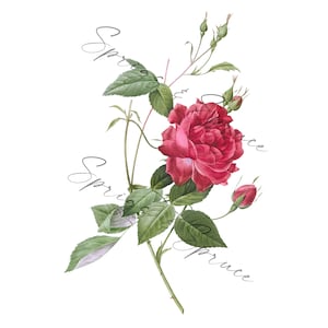 Red Full Rose With Buds PNG element, Clip Art Image, Digital File, Vintage Watercolor