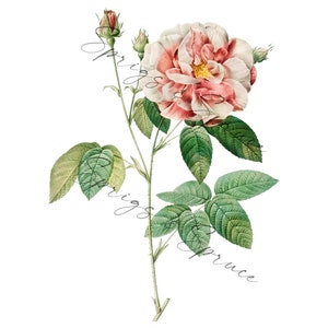 Light Pink Full Rose With Buds PNG element, Clip Art Image, Digital File, Vintage Watercolor