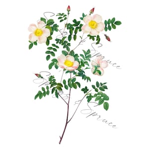 White and Pink Garden Roses With Red Buds PNG element, Clip Art Image, Digital File, Vintage Watercolor