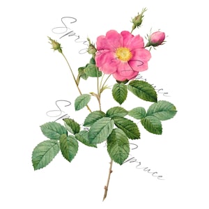Pink Magenta Garden Rose With Bud PNG element, Clip Art Image, Digital File, Vintage Watercolor
