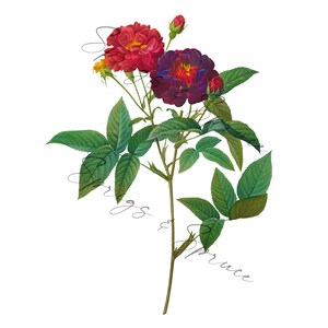 Vibrant Red and Purple Rose With Buds PNG element, Clip Art Image, Digital File, Vintage Watercolor