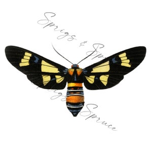 Black and Yellow Moth PNG element, Clip Art Image, Digital File