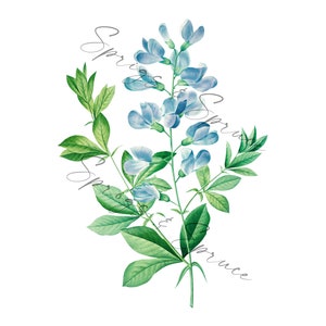 Blue Sweet Pea Flower PNG element, Clip Art Image, Digital File, Vintage Watercolor