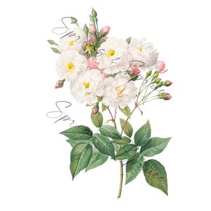 White and Pink Garden Roses With Buds PNG element, Clip Art Image, Digital File, Vintage Watercolor