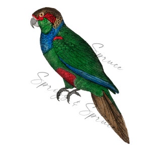 Green and Blue Vintage Parrot PNG element, Clip Art Image, Digital File