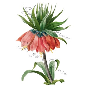 Bright Pink Fritillaria Flower PNG element, Clip Art Image, Digital File, Vintage Watercolor