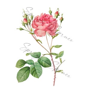Pink Full Rose With Buds PNG element, Clip Art Image, Digital File, Vintage Watercolor