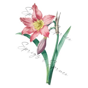 Pink Amaryllis Flower PNG element, Clip Art Image, Digital File, Vintage Watercolor