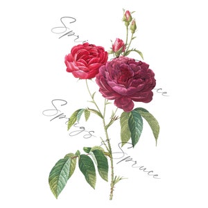 Red and Purple Roses With Buds PNG element, Clip Art Image, Digital File, Vintage Watercolor