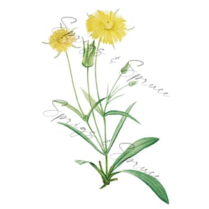 Yellow Dandelion Flower PNG Element, Clip Art Image, Digital File, Vintage Watercolor