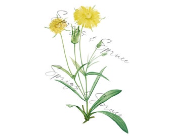 Yellow Dandelion Flower PNG Element, Clip Art Image, Digital File, Vintage Watercolor