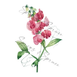 Vibrant Pink Orchids PNG element, Clip Art Flower Image, Digital File, Vintage Watercolor