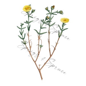Yellow Wildflower PNG element, Clip Art Image, Digital File, Vintage Watercolor