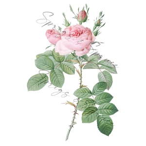 Light Pink Full Rose With Buds PNG element, Clip Art Image, Digital File, Vintage Watercolor
