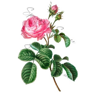 Bright Pink Full Rose With Buds PNG element, Clip Art Image, Digital File, Vintage Watercolor