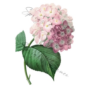 Soft Pink Hydrangea Flower PNG element, Clip Art Image, Digital File, Vintage Watercolor