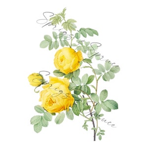 Bright Yellow Full Roses PNG element, Clip Art Image, Digital File, Vintage Watercolor