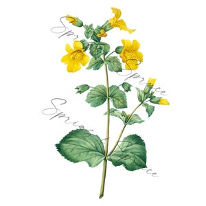 Yellow Flowers PNG Element, Clip Art Image, Digital File, Vintage Watercolor