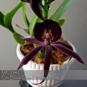 Fragrant, Rare  Blue Epicattleya.  Grc. Black Comet ' Norman's Indigo' -  Mature Size Only