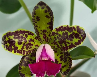 Fragrant, Mini Spotted Cattleya. Blc. Yuan Dung Python 'Sweet"