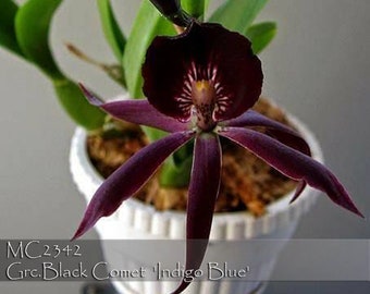 With Buds/Blooms,  Fragrant, Rare  Blue Epicattleya.  Grc. Black Comet ' Norman's Indigo' -  Free Heat Pad with Order .