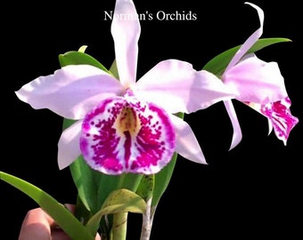 Fragrant, Mini Cattleya. Blc. Taiwan big Lip 'FANGtastic' - B. nodosa hybrids , Long Lasting. Free Head Pad with order if needed .