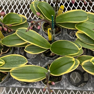 Rare Variegated Phalaenopsis Sogo Yenlin ' Variegata ' . Mature Plant Only . image 4