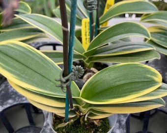 In spike to pea size buds. Rare Variegated Phalaenopsis Sogo Yenlin ' Variegata ' Free Heat Pad with Order for cold area.