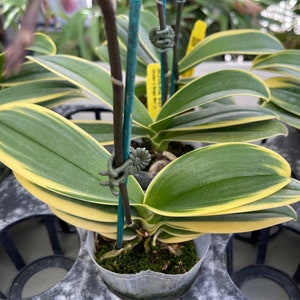 Rare Variegated Phalaenopsis Sogo Yenlin ' Variegata ' . Mature Plant Only . image 1