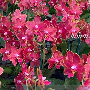 In pea size buds , Fragrant , Mini Red Phalaenopsis Sogo Red Star ' Sweetheart ' , Free Head Pad if needed . image 4