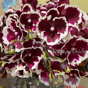 Rare Picotee Harlequin Phal. Fusheng Black Peacock 'panda