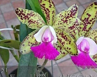 Cattleya Green Emerald 'Queve HCC/AOS - Fragrant , Compact Grower Cattleya