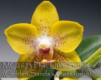 Fragrant,  Mini Novelty Phalaenopsis  Little Sunshine 'Darling' - Mature Size Stage Only.