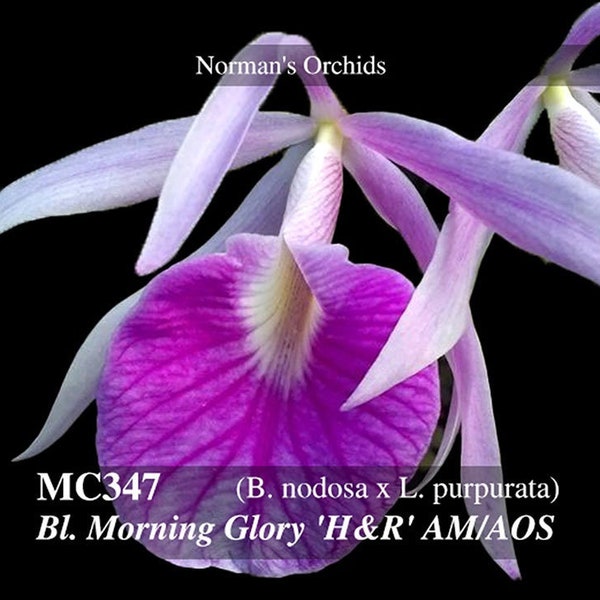 Fragrant ! Easy Growing. Bl. Morning Glory 'H & R AM/AOS ( B. nodosa x L. purpurata ) Free Heat Pad with order if needed .